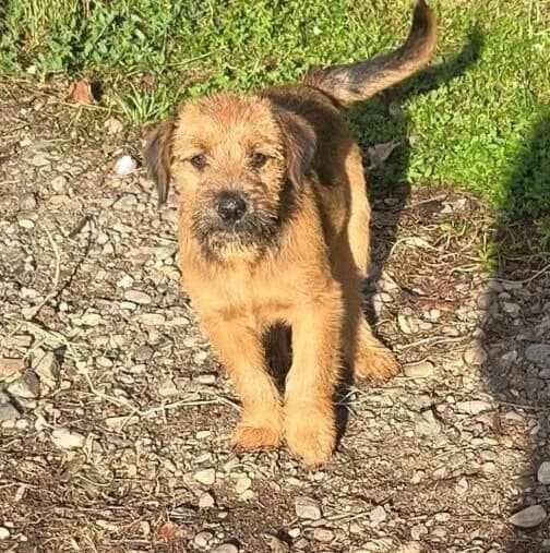 Nacho,  puppy Mixed Breed for adoption at Ankerhunde e.V., Novi Grad