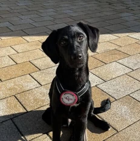 Bubi,  puppy Mixed Breed for adoption at Ankerhunde e.V., Novi Grad