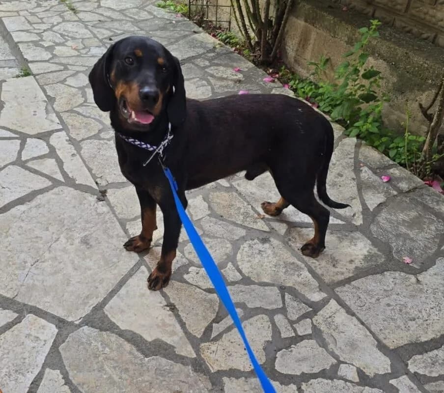 Emil,  3yo Mixed Breed for adoption at Ankerhunde e.V., Novi Grad