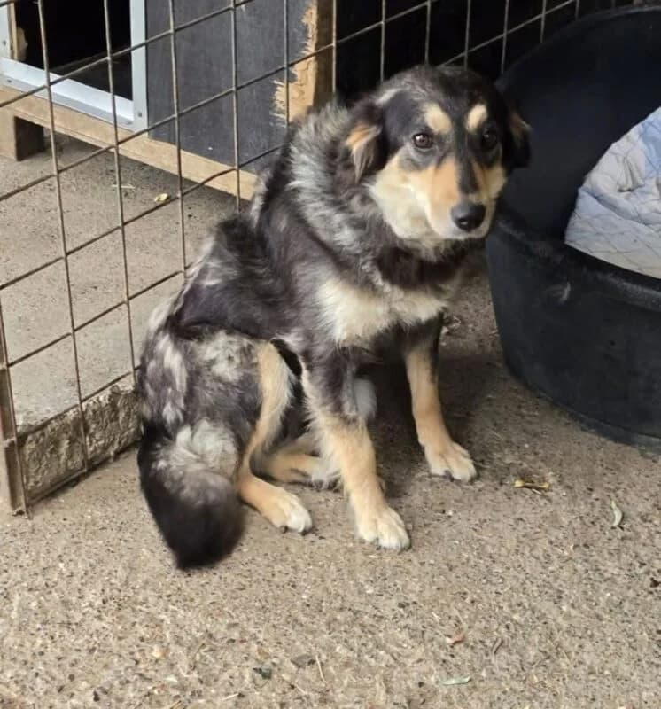 Mia,  3yo Mixed Breed for adoption at Ankerhunde e.V., Novi Grad