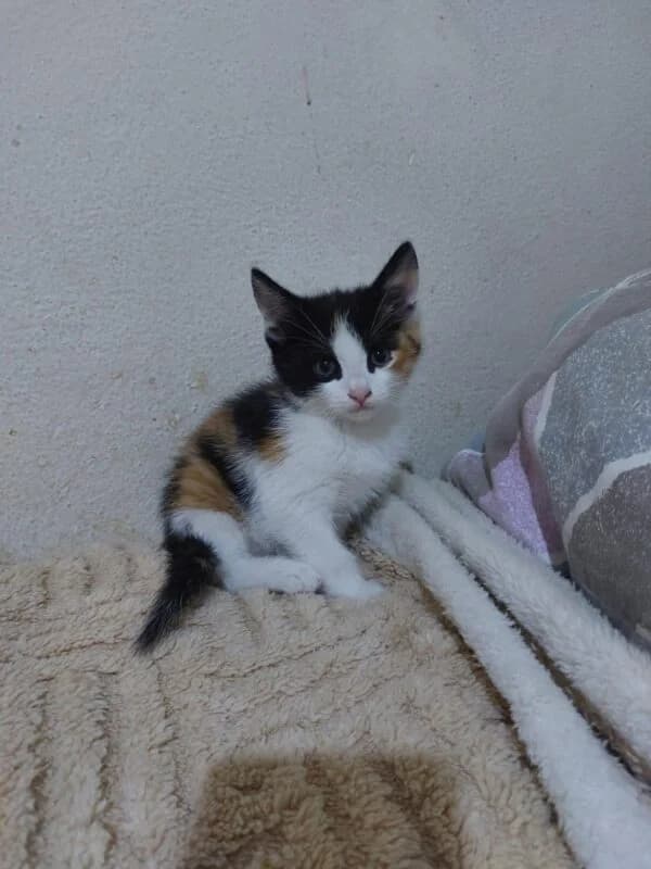 Tiffany,  puppy Mixed Breed for adoption at Ankerhunde e.V., Novi Grad