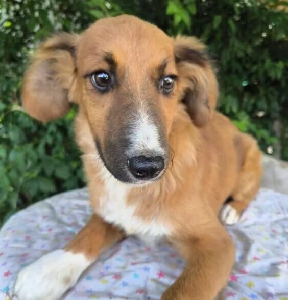 Honey,  puppy Mixed Breed for adoption at Ankerhunde e.V., Novi Grad