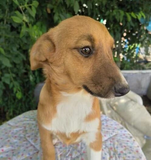 Ella,  puppy Mixed Breed for adoption at Ankerhunde e.V., Novi Grad