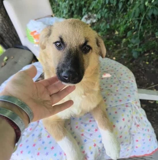 Jara,  puppy Mixed Breed for adoption at Ankerhunde e.V., Novi Grad
