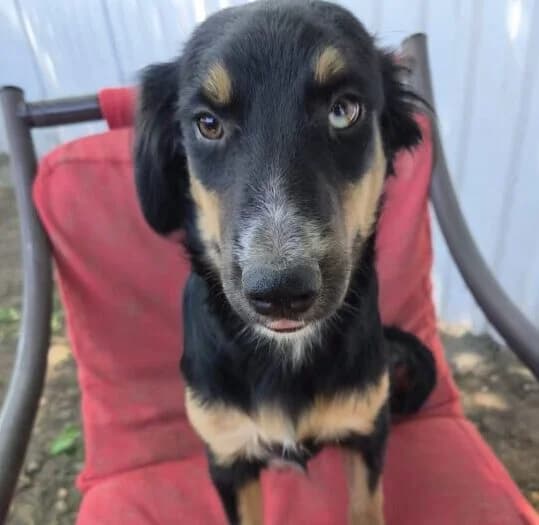 Wilma, Mixed Breed (Ankerhunde e.V.)