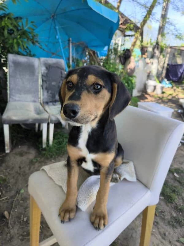 Luan,  puppy Mixed Breed for adoption at Ankerhunde e.V., Novi Grad