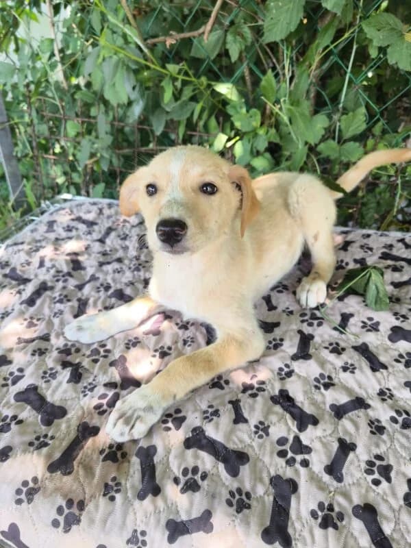 Esra,  puppy Mixed Breed for adoption at Ankerhunde e.V., Novi Grad
