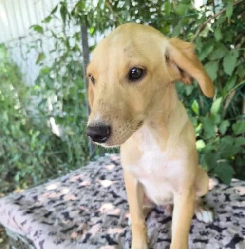 Jimi,  puppy Mixed Breed for adoption at Ankerhunde e.V., Novi Grad