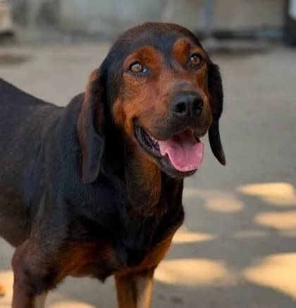 Anja,  young Mixed Breed for adoption at Ankerhunde e.V., Novi Grad