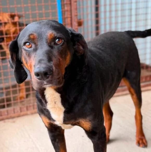 Asher,  young Mixed Breed for adoption at Ankerhunde e.V., Novi Grad