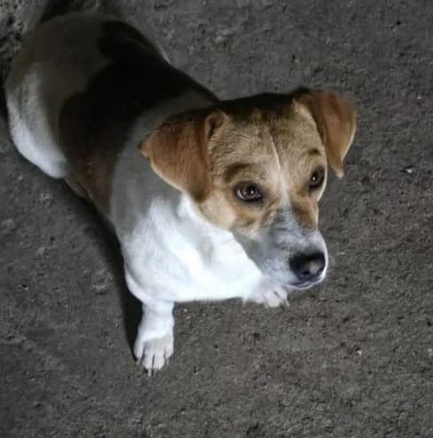 Hubert,  3yo Mixed Breed for adoption at Ankerhunde e.V., Novi Grad