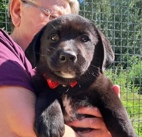 Balou,  puppy Mixed Breed for adoption at Ankerhunde e.V., Novi Grad