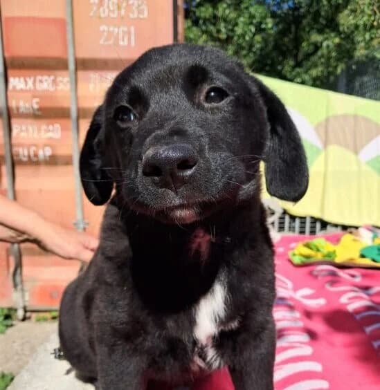 Muffin,  puppy Mixed Breed for adoption at Ankerhunde e.V., Novi Grad