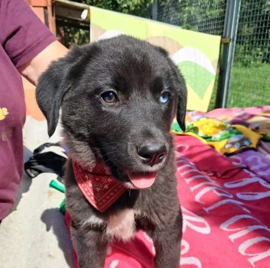 Polly,  puppy Mixed Breed for adoption at Ankerhunde e.V., Novi Grad