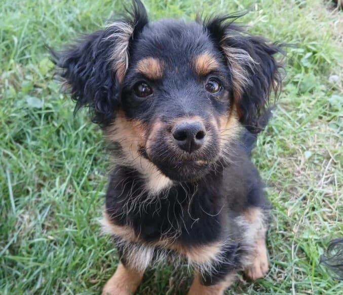 Balco,  puppy Mixed Breed for adoption at Ankerhunde e.V., Novi Grad