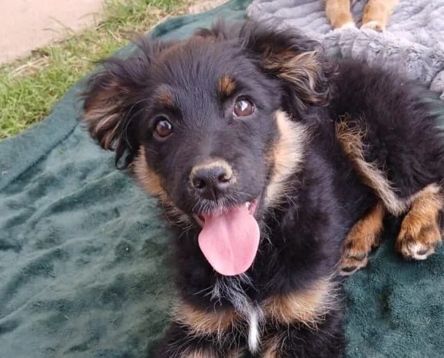 Filou,  puppy Mixed Breed for adoption at Ankerhunde e.V., Novi Grad