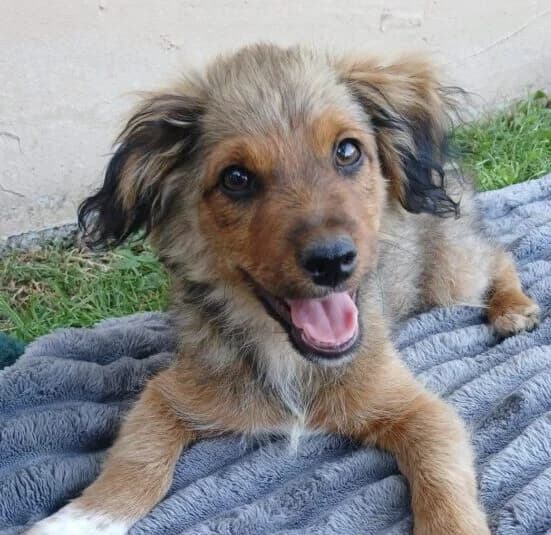 Loui,  puppy Mixed Breed for adoption at Ankerhunde e.V., Novi Grad