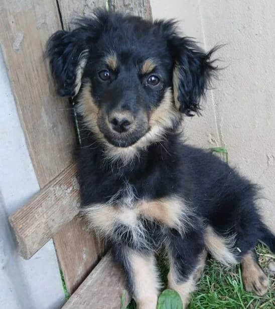 Peppi,  puppy Mixed Breed for adoption at Ankerhunde e.V., Novi Grad