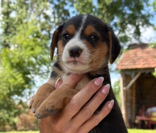 Paolo,  puppy Mixed Breed for adoption at Ankerhunde e.V., Novi Grad