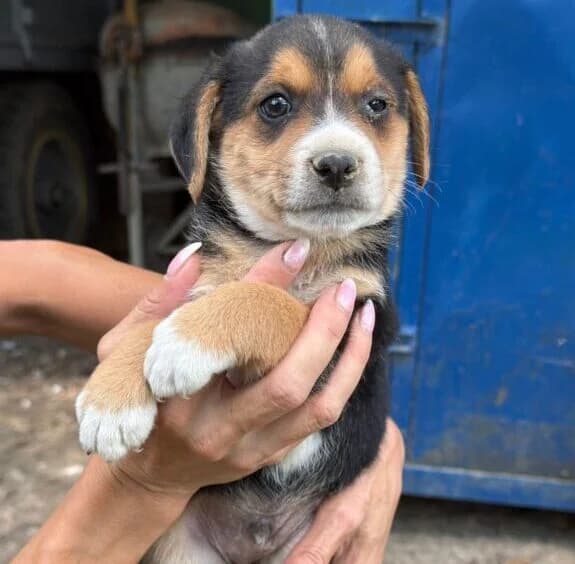 Charly,  puppy Mixed Breed for adoption at Ankerhunde e.V., Novi Grad