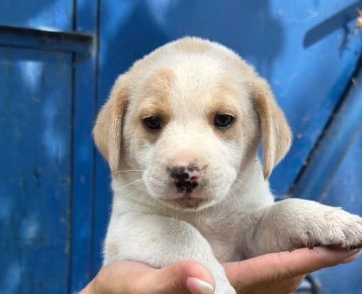 Viktor,  puppy Mixed Breed for adoption at Ankerhunde e.V., Novi Grad