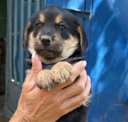 Rudi,  puppy Mixed Breed for adoption at Ankerhunde e.V., Novi Grad