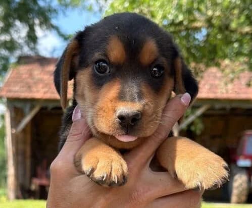 Clooney,  puppy Mixed Breed for adoption at Ankerhunde e.V., Novi Grad