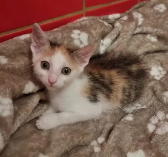 Calypso,  puppy Mixed Breed for adoption at Ankerhunde e.V., Novi Grad