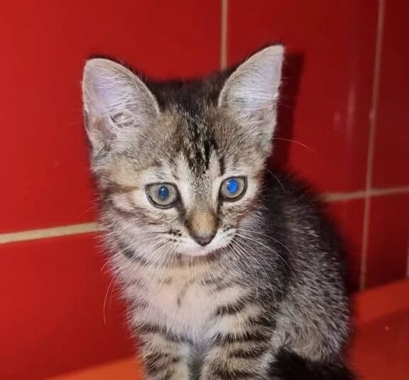 Josefinchen,  puppy Mixed Breed for adoption at Ankerhunde e.V., Novi Grad