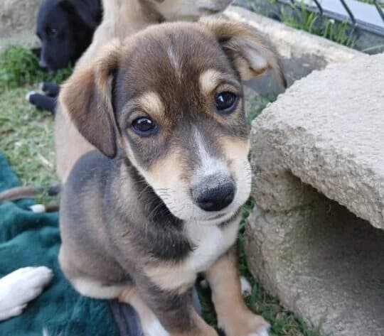 Dieter,  puppy Mixed Breed for adoption at Ankerhunde e.V., Novi Grad