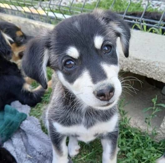 Bonnie,  puppy Mixed Breed for adoption at Ankerhunde e.V., Novi Grad