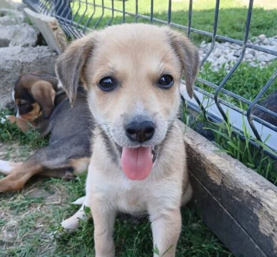 Karli,  puppy Mixed Breed for adoption at Ankerhunde e.V., Novi Grad