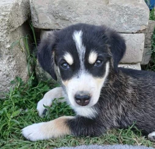 Caruso,  puppy Mixed Breed for adoption at Ankerhunde e.V., Novi Grad