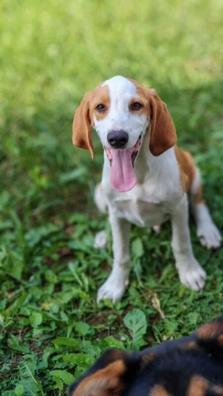 John,  puppy Mixed Breed for adoption at Ankerhunde e.V., Novi Grad