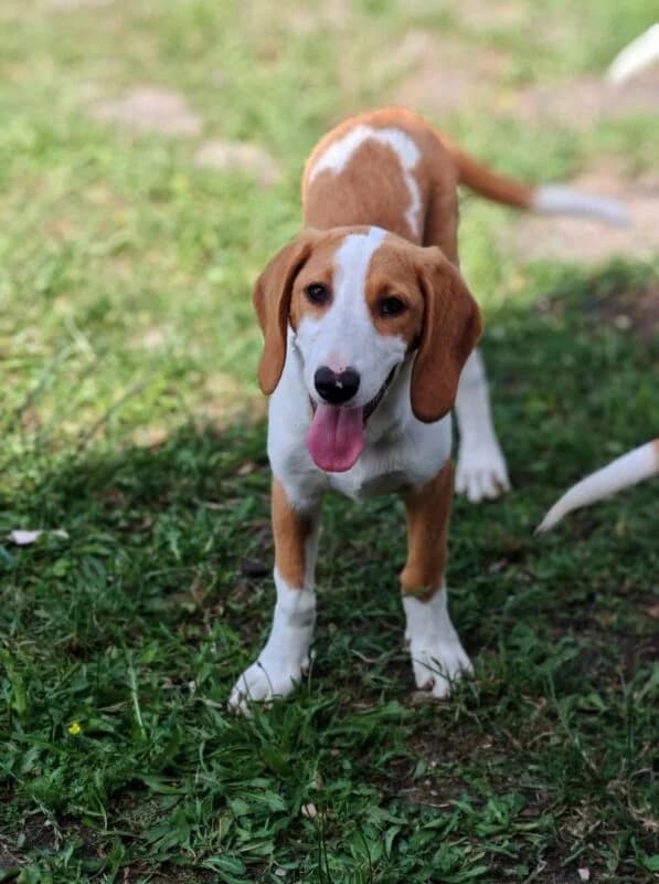 Ria,  puppy Mixed Breed for adoption at Ankerhunde e.V., Novi Grad