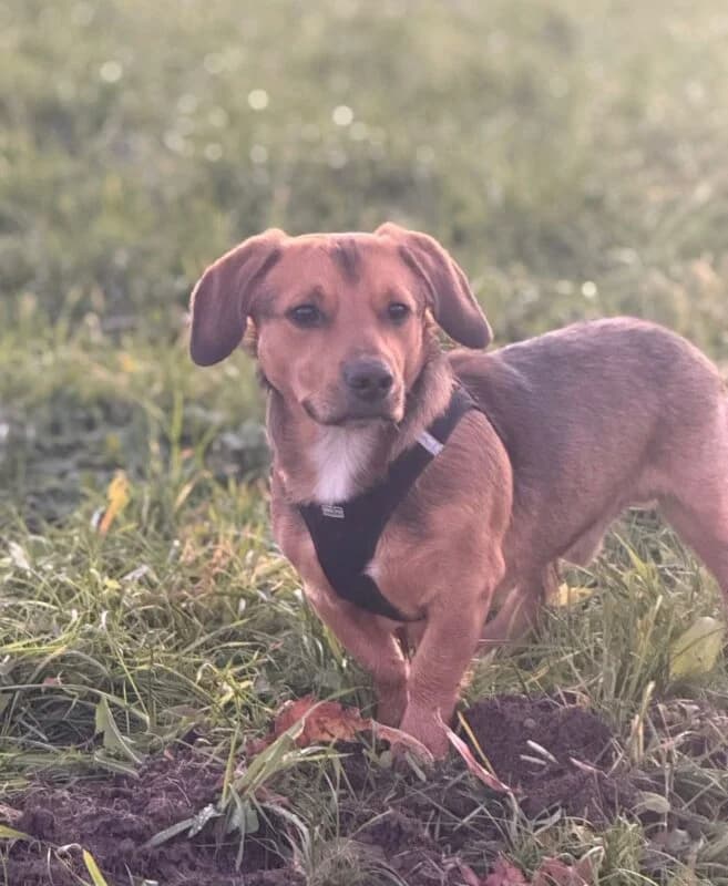 Mailo,  5yo Mixed Breed for adoption at Ankerhunde e.V., Novi Grad