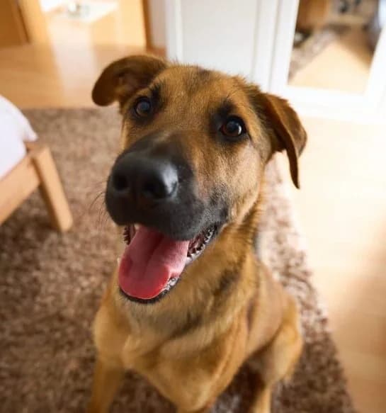 Niko,  young Mixed Breed for adoption at Ankerhunde e.V., Novi Grad