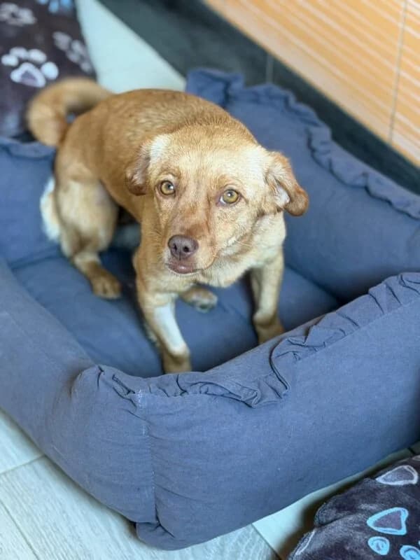 Nala, female young Mixed Breed for adoption at Ankerhunde e.V., Novi Grad