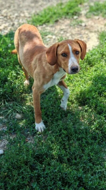 Hamilton,  puppy Mixed Breed for adoption at Ankerhunde e.V., Novi Grad