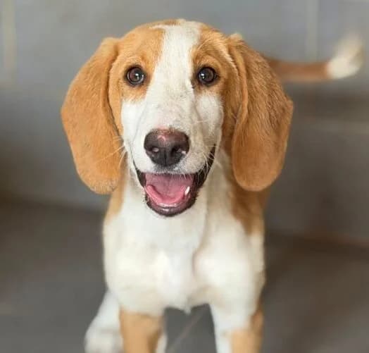 Sweetheart,  puppy Mixed Breed for adoption at Ankerhunde e.V., Novi Grad