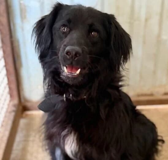 Toto,  5yo Mixed Breed for adoption at Ankerhunde e.V., Novi Grad