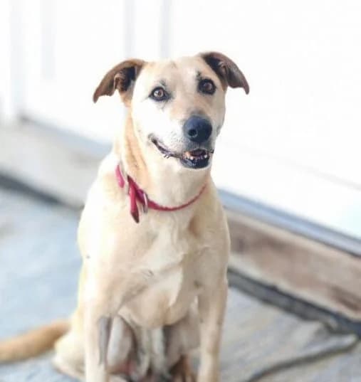 Engill,  senior Mixed Breed for adoption at Ankerhunde e.V., Novi Grad