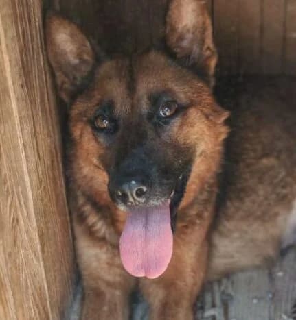 Neila, female young Mixed Breed for adoption at Ankerhunde e.V., Novi Grad