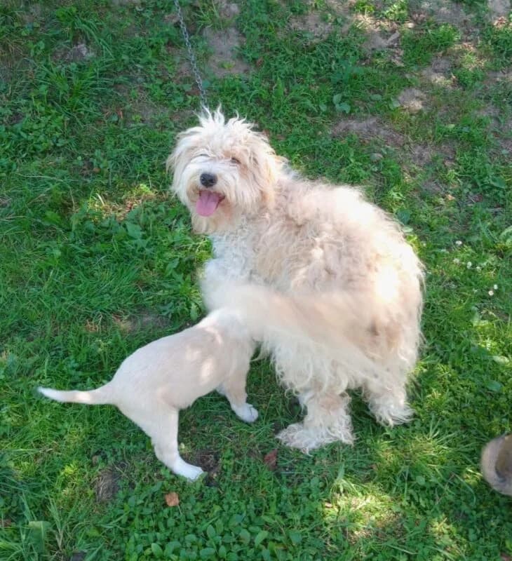 Ella, female young Mixed Breed for adoption at Ankerhunde e.V., Novi Grad