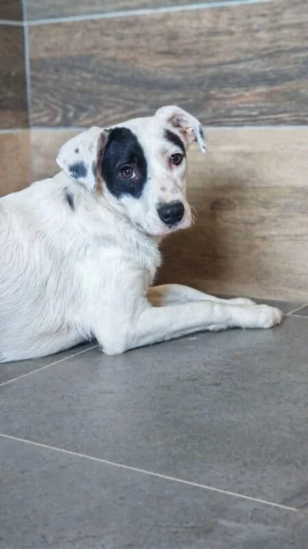 Dina, female puppy Mixed Breed for adoption at Ankerhunde e.V., Novi Grad