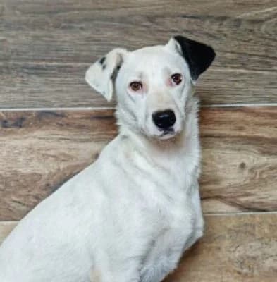 Lumpi,  puppy Mixed Breed for adoption at Ankerhunde e.V., Novi Grad