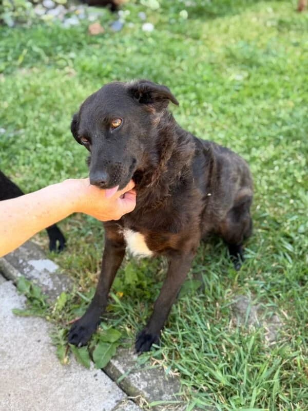 Emilia,  3yo Mixed Breed for adoption at Ankerhunde e.V., Novi Grad