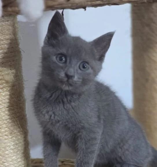 Mrs Grey,  puppy Mixed Breed for adoption at Ankerhunde e.V., Novi Grad