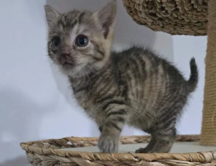 Tigerlilly,  puppy Mixed Breed for adoption at Ankerhunde e.V., Novi Grad