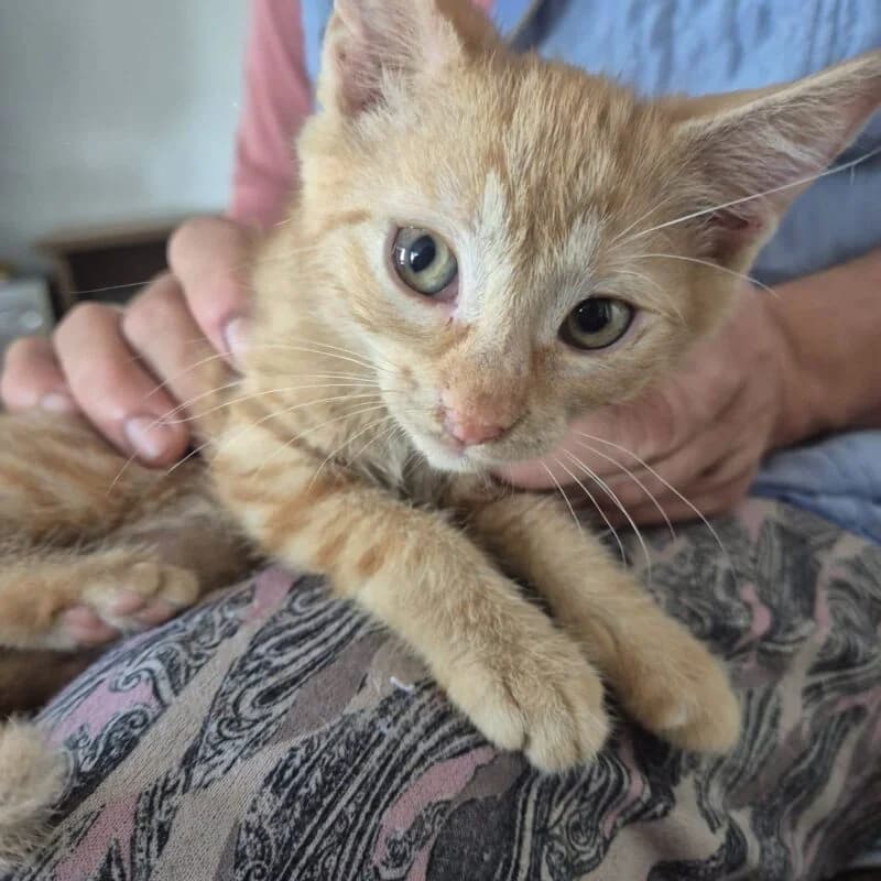Chili,  puppy Mixed Breed for adoption at Ankerhunde e.V., Novi Grad